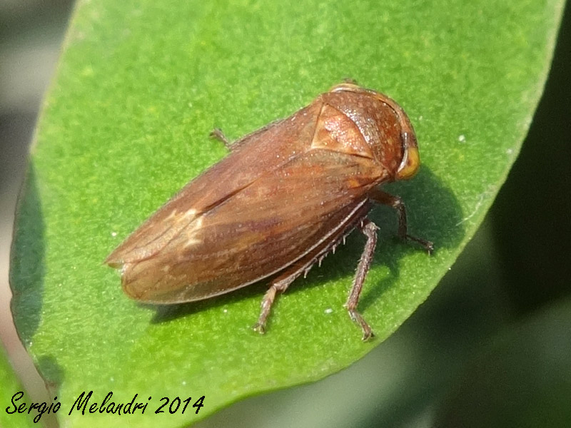 Rhytidodus decimusquartus  dal Ravennate
